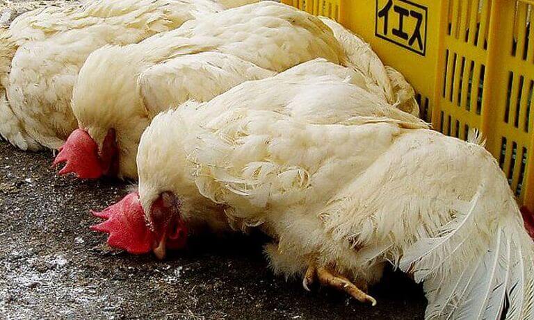 Gà Bị Rù Thì Chữa Theo Cách Nào Để Gà Mau Khỏi?