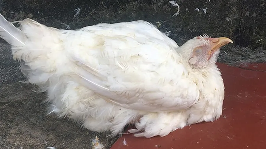 Cách Chữa Cúm Gà Bằng Tỏi: Phương Pháp Tự Nhiên Hiệu Quả